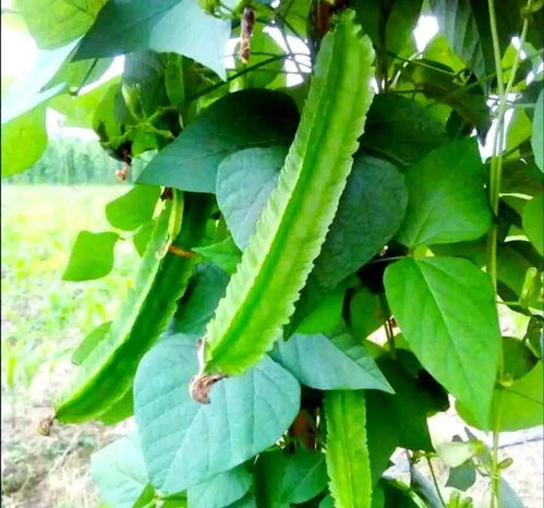 南方小眾蔬菜，北方人少見，卻全身是寶，你認(rèn)識(shí)嗎？